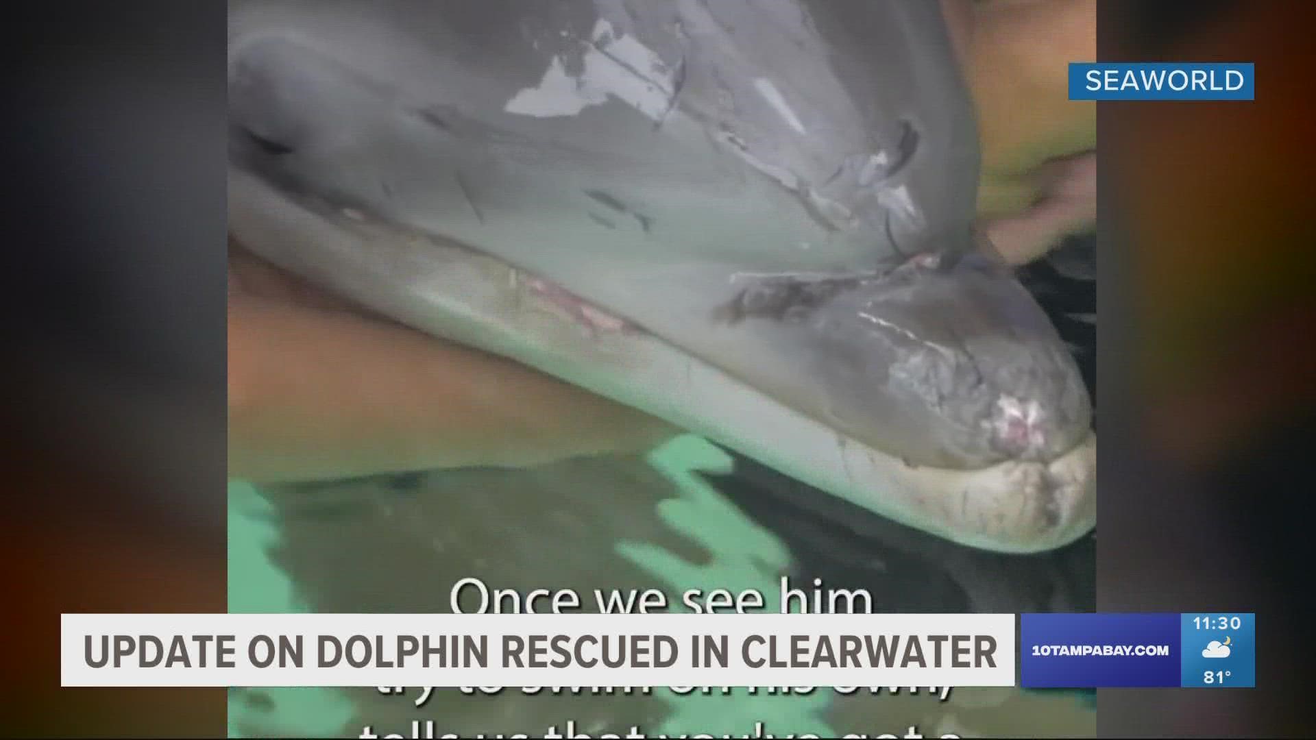 The baby dolphin is classified as a neonate, weighing just around 57 pounds.