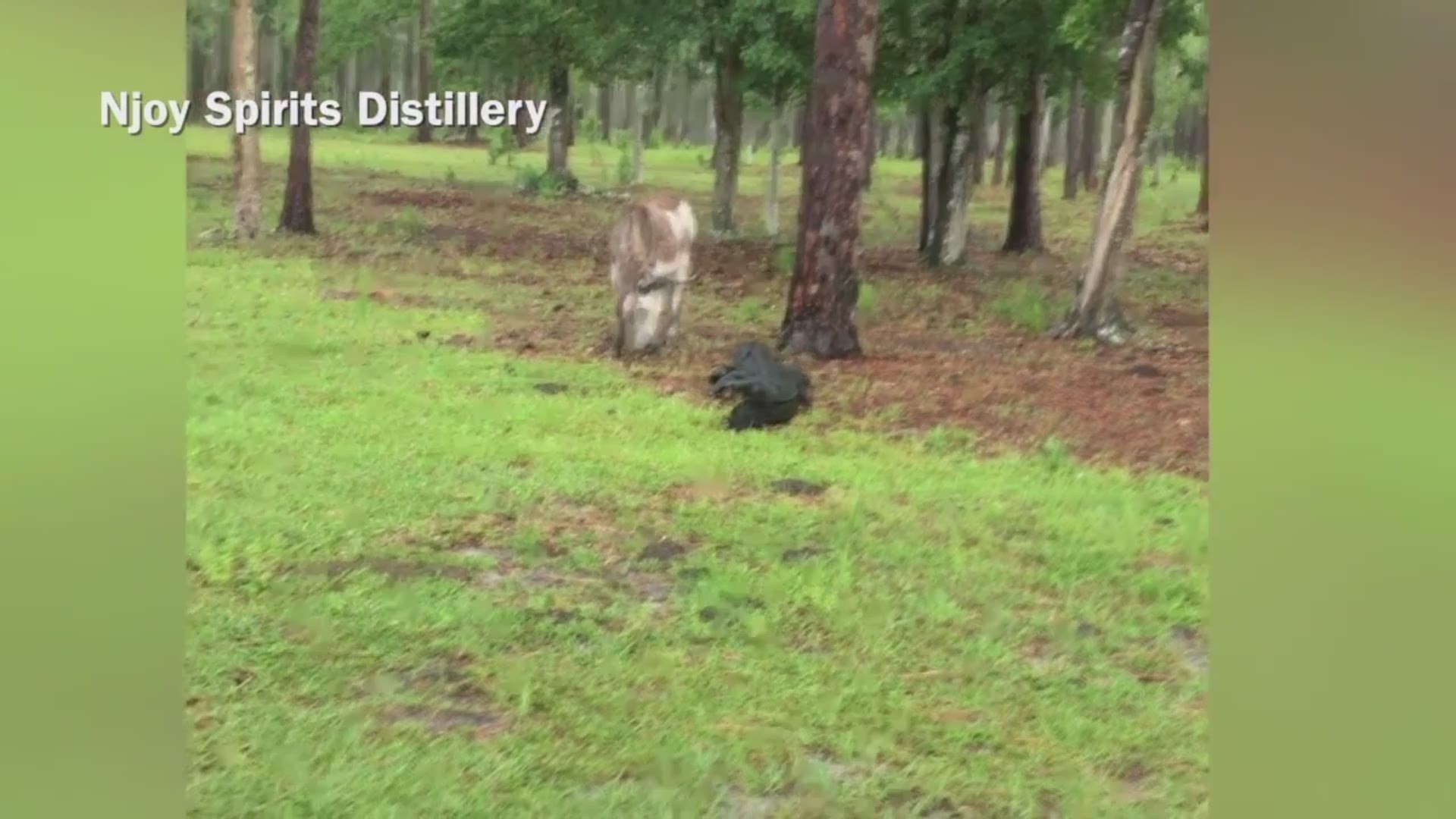 There’s almost nothing more Florida than an alligator sighting. 
Except maybe a donkey trying to take on an alligator near a local distillery. 
That’s what Njoy Spirits Distillery caught on video near Weeki Wachee.
The brave little donkey can be seen taking a strike form the gator but not getting scared off.