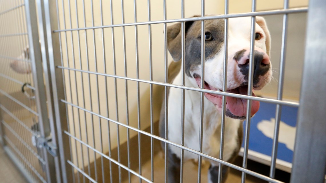 SB 240 would make shelter pets Florida's official state pet 