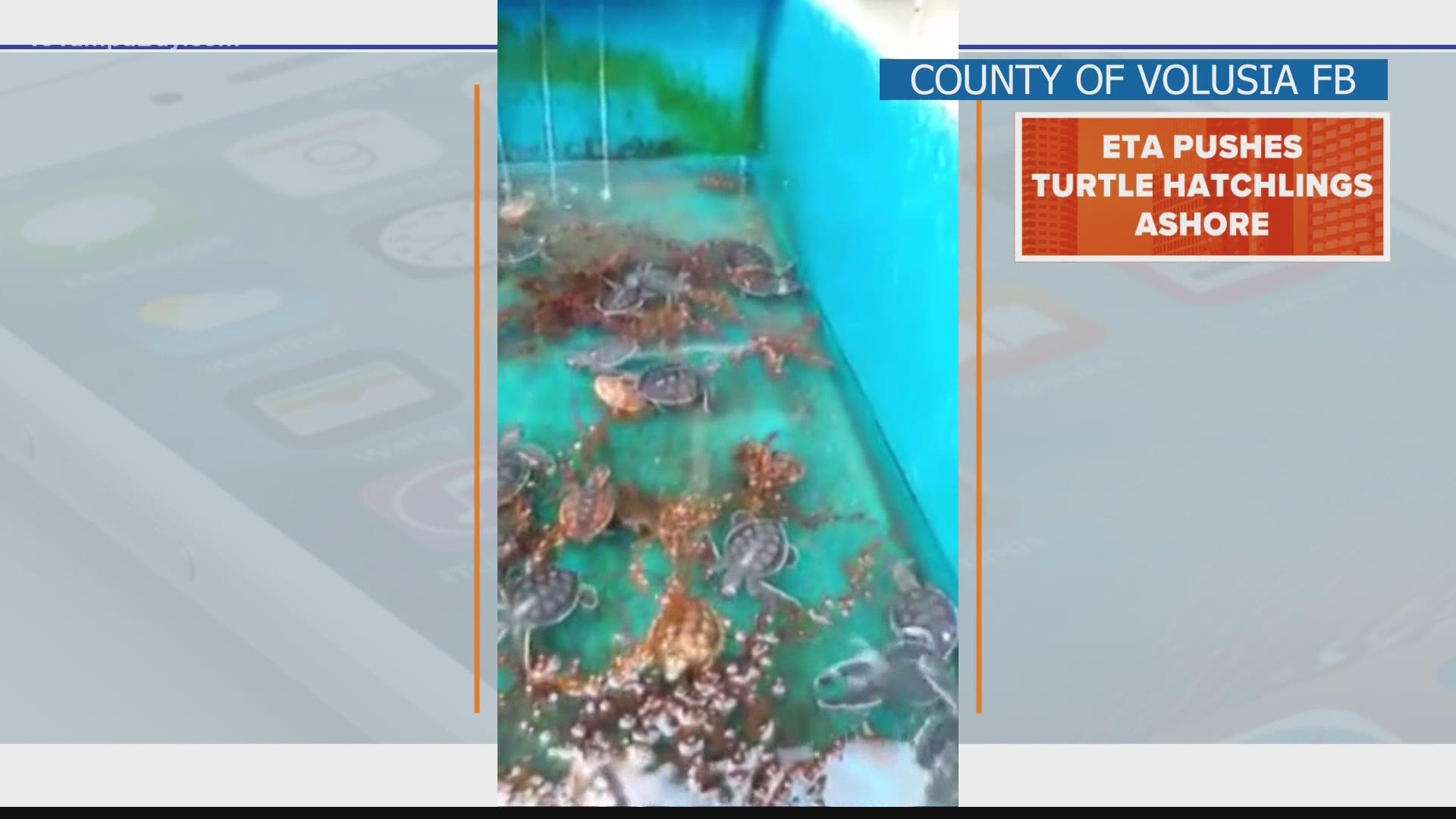 Green sea turtle hatchlings were pushed back on shore on Florida's east coast during Eta.