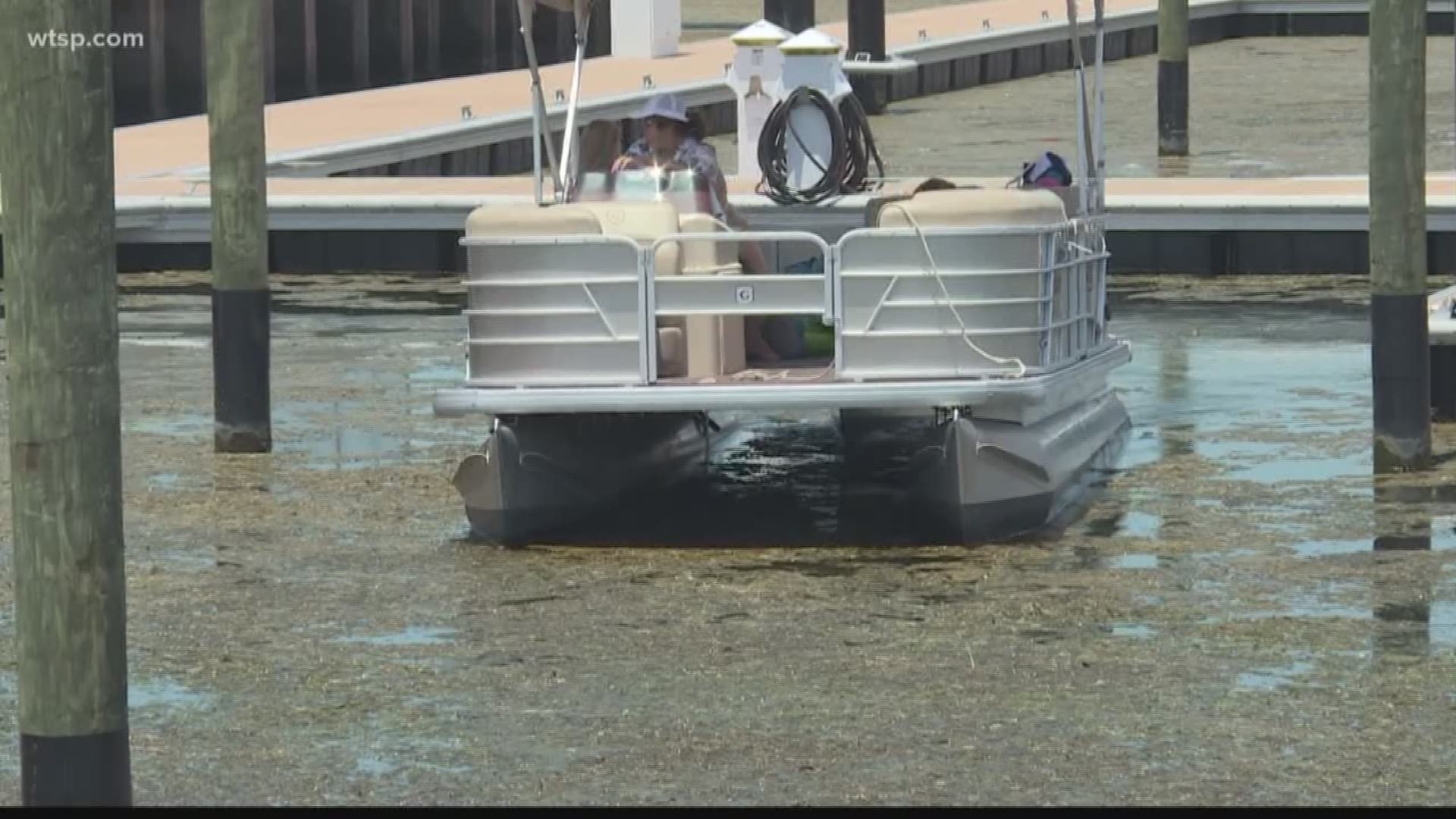 Some workers at the Freedom Boat Club say the algae blew in two days ago and smelled like a sewer.
