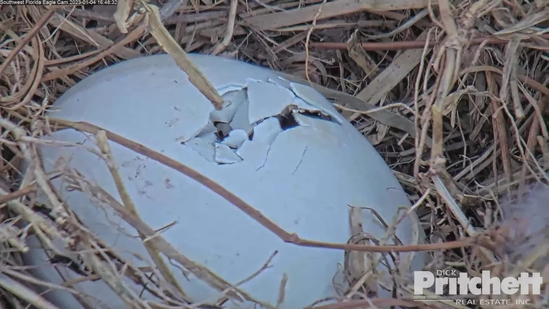 Early Tuesday morning, one of the eggs officially had its first crack, which means the hatching process has started (Courtesy: Southwest FL Eagle Cam).