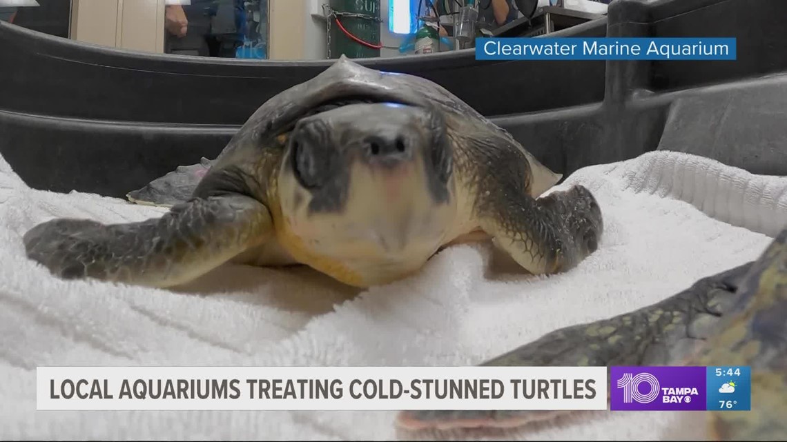 10 cold-stun sea turtles leave New England for Florida | wtsp.com