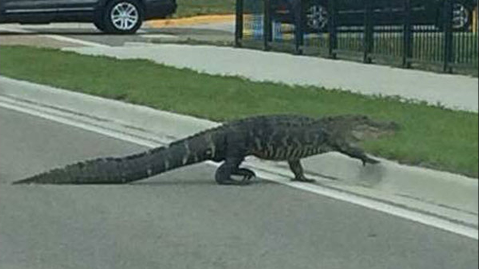 Just a gator taking a stroll down a North Port street