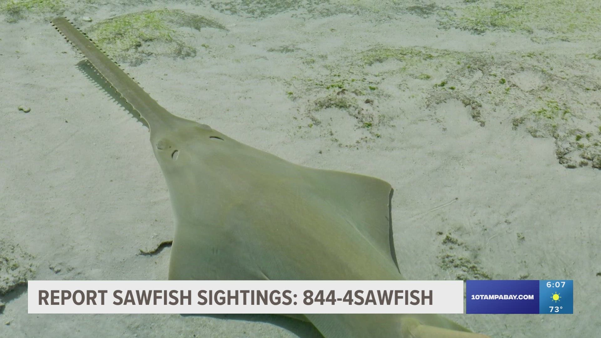 You can report sawfish sightings at 844-4SAWFISH.