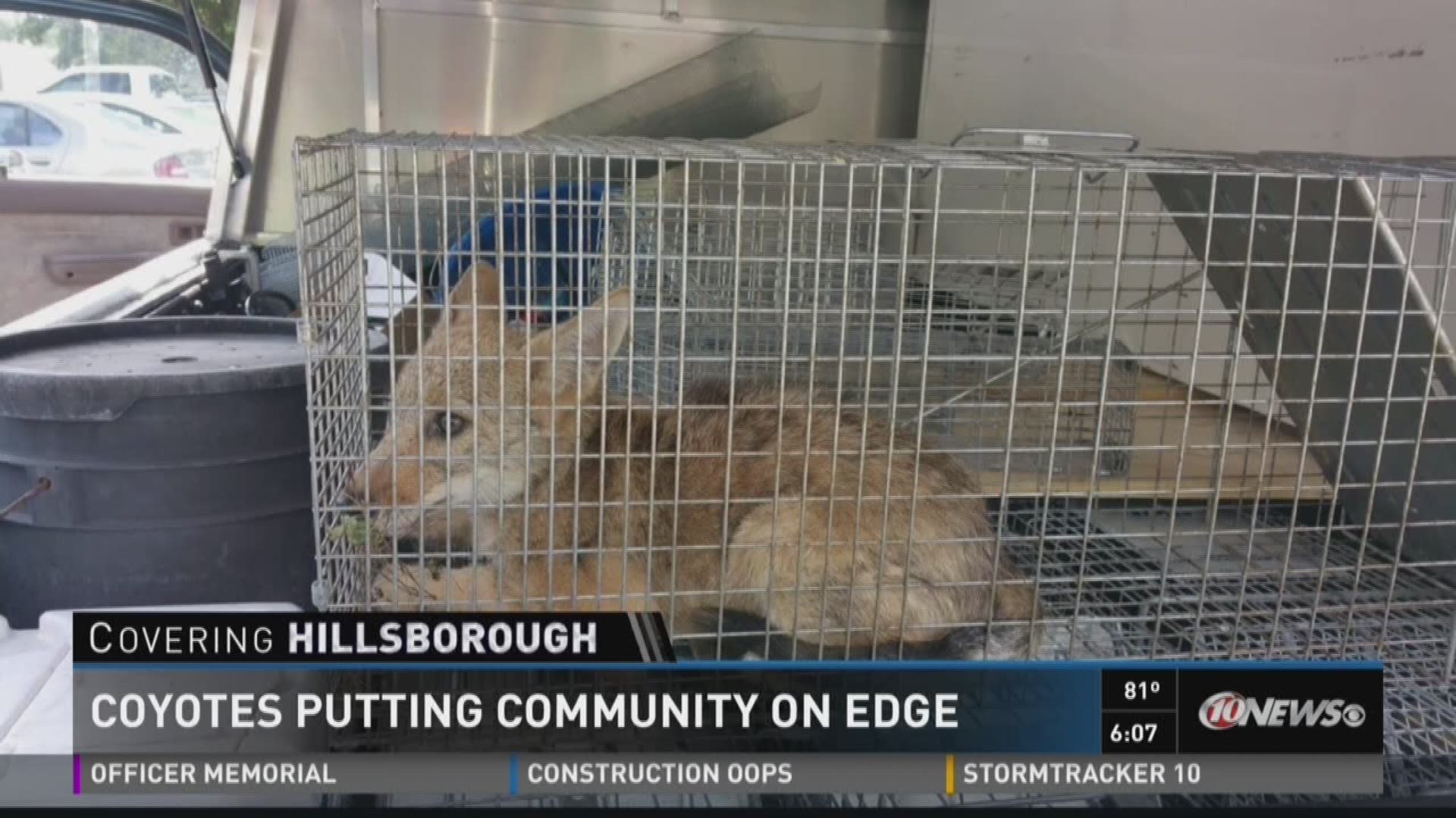 Dog killed in coyote attack in Westchase