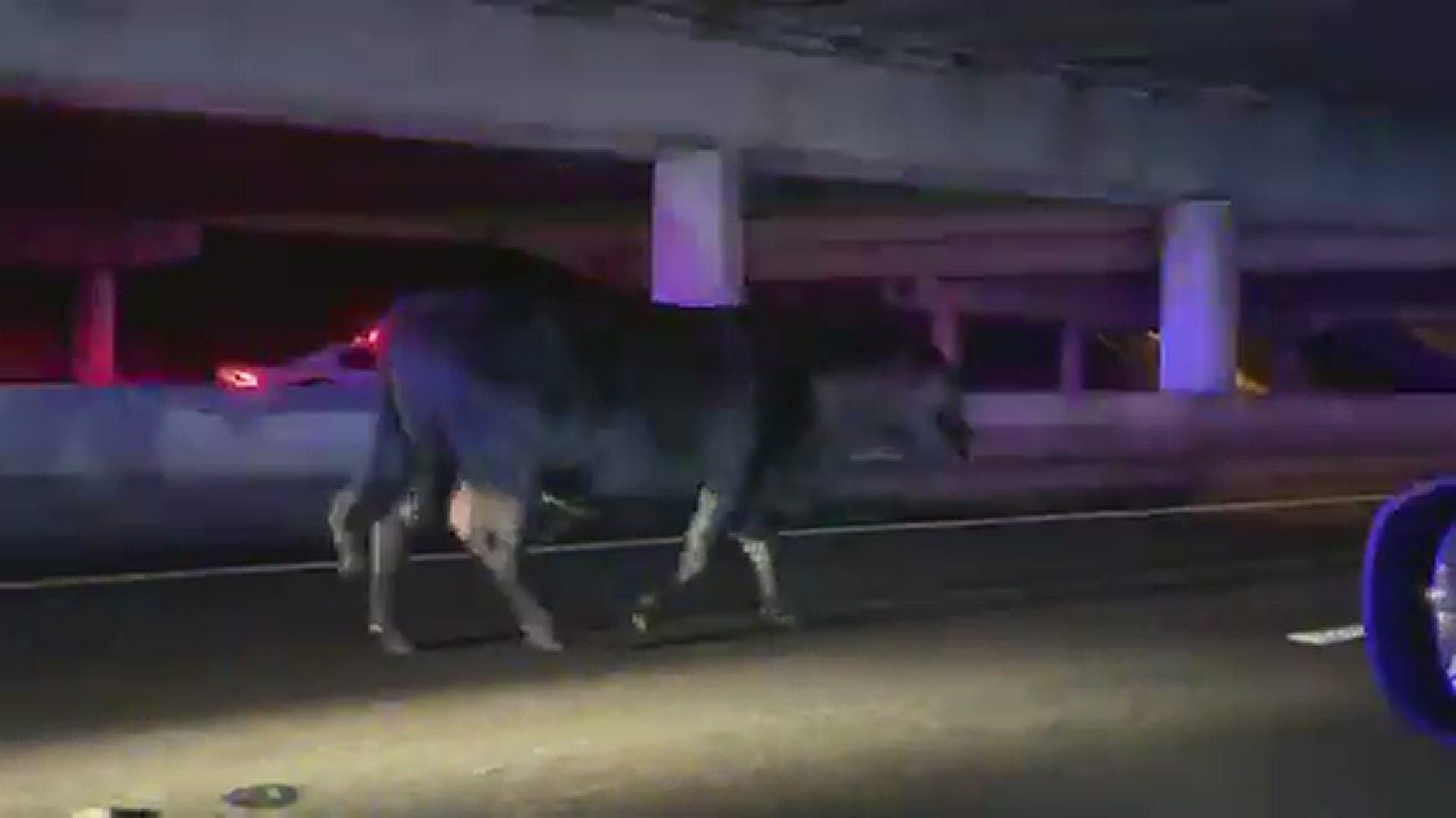 Sheriff: Bull gets loose, takes a stroll down I-75 in Hillsborough ...