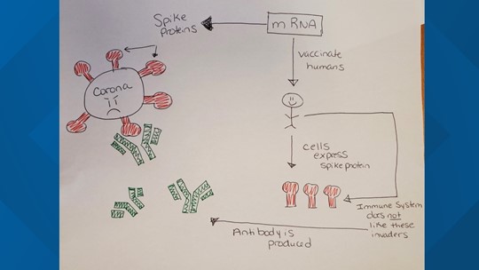 mrna infographic