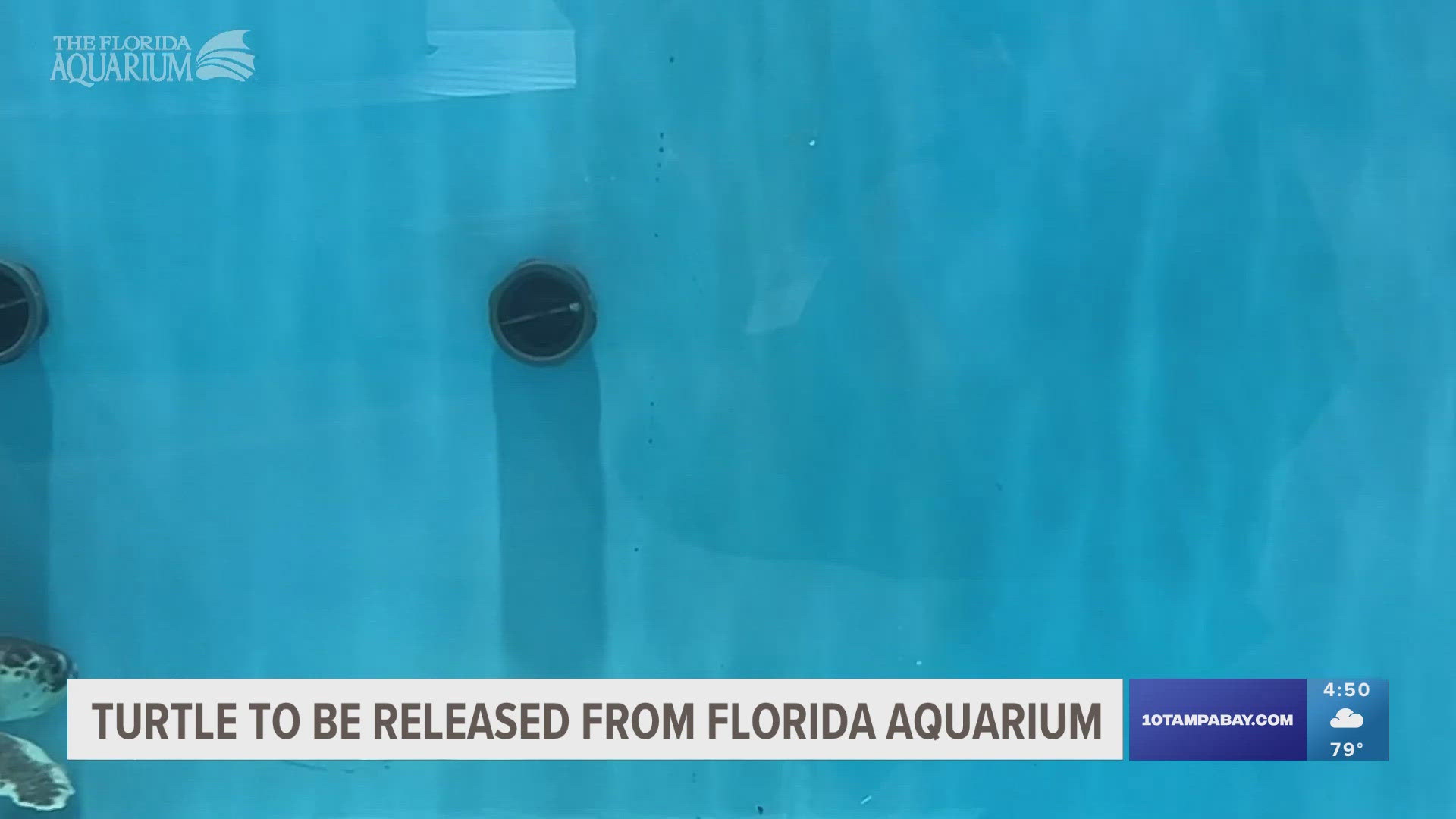 A sea turtle who rehabbed at the Florida Aquarium is ready to go back into the ocean.