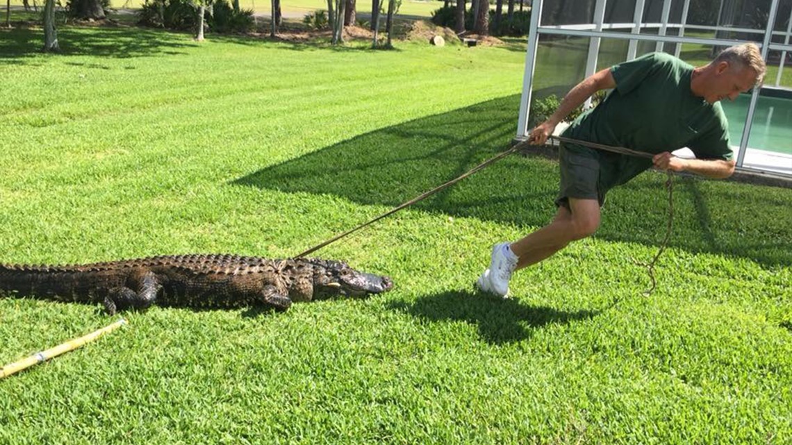 Alligator mating season is underway, so expect to see gators active in ...