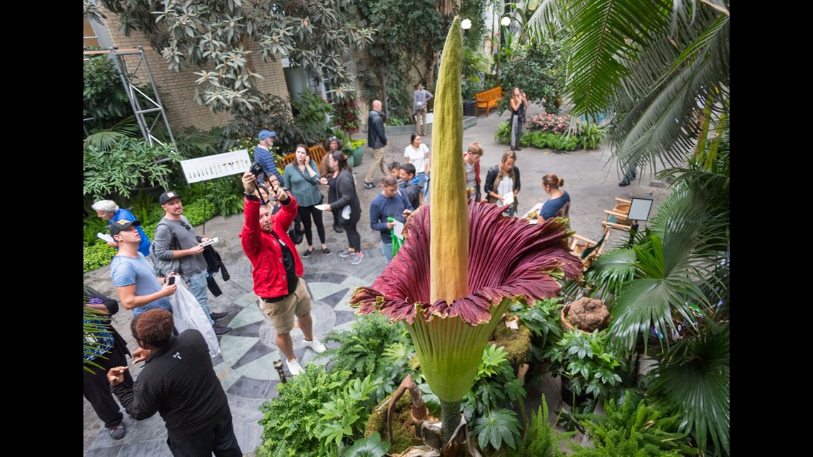 9 Things To Know About The Corpse Flower Wtsp Com