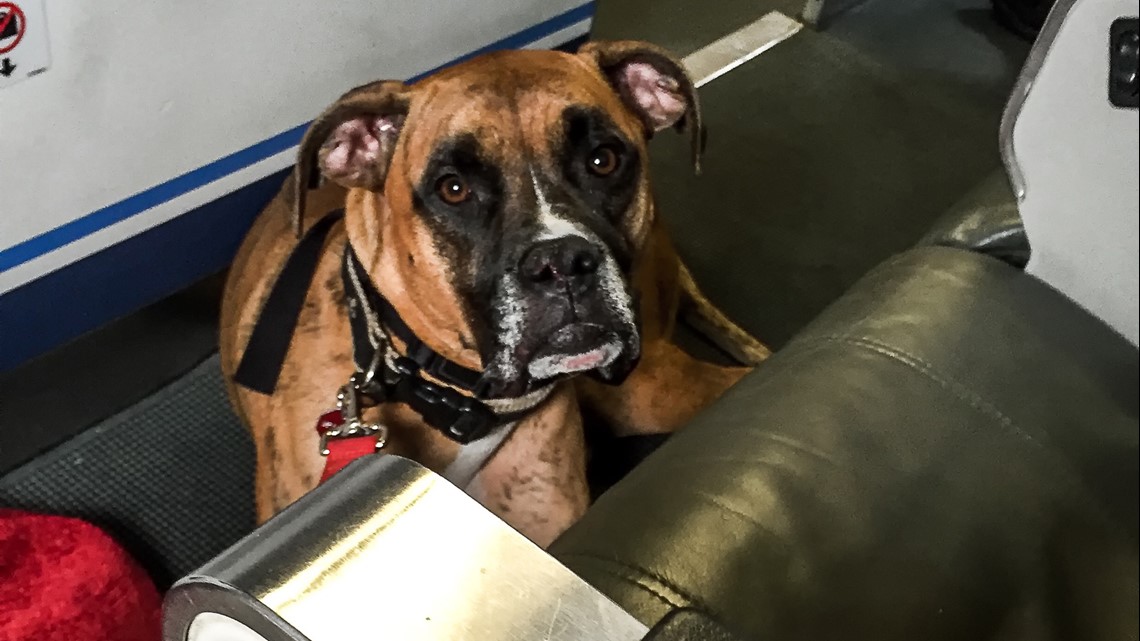 New rules for comfort animals on planes