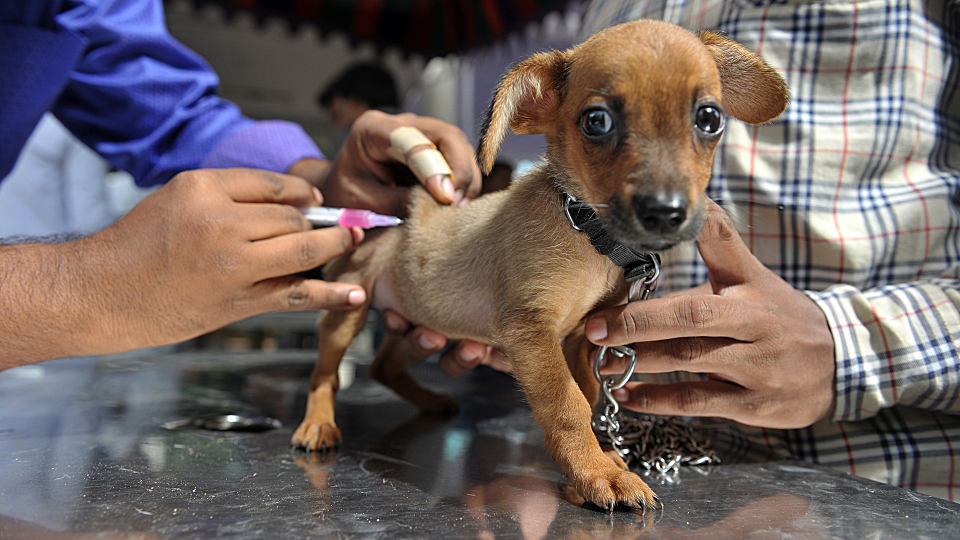 Humane Society Of Tampa Bay Offering Free Dog Vaccinations Saturday Humane Society Of Tampa Bay Offering Free Dog Vaccinations Saturday