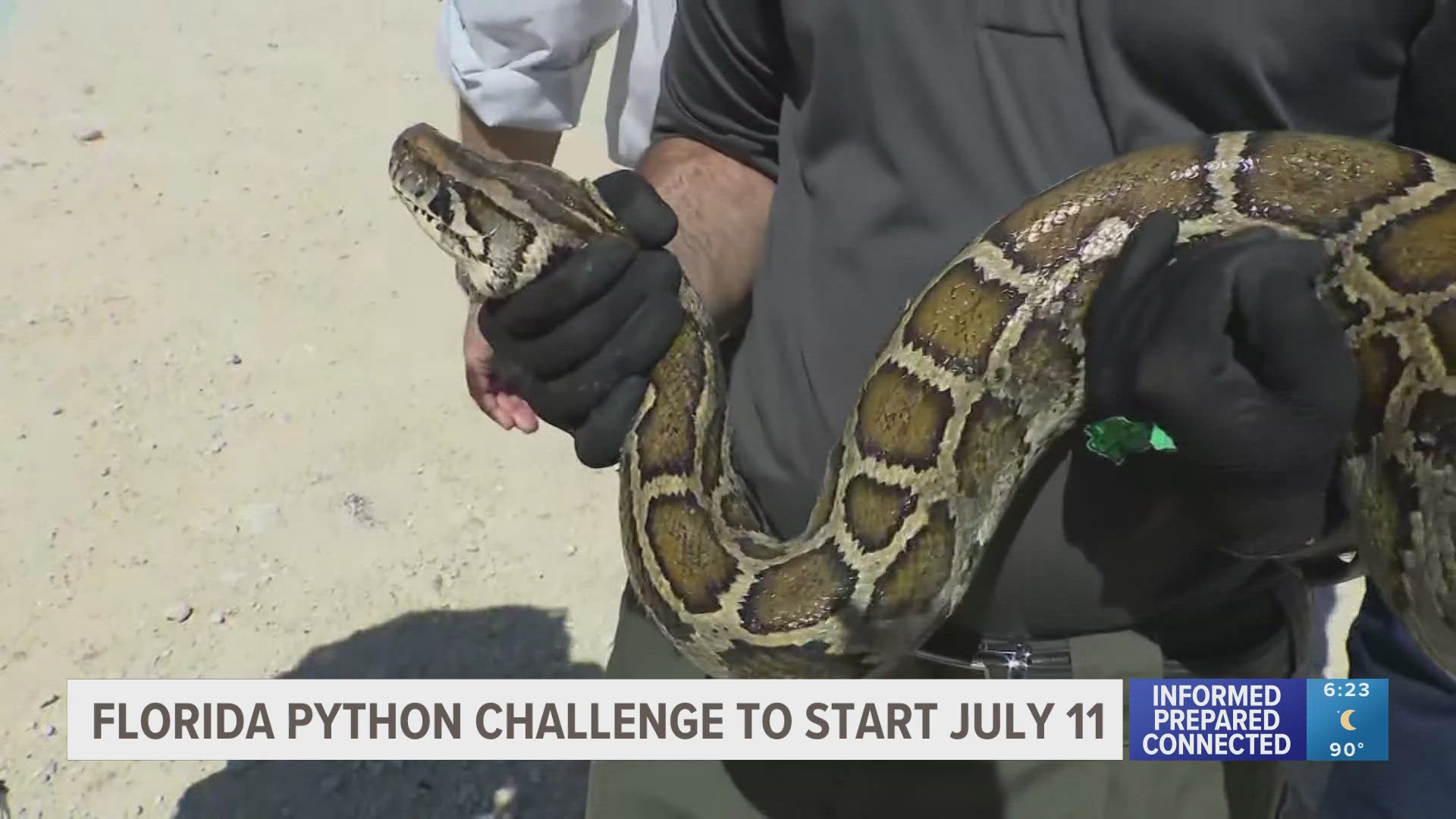 Here's when this year's Florida Python Challenge starts | wtsp.com