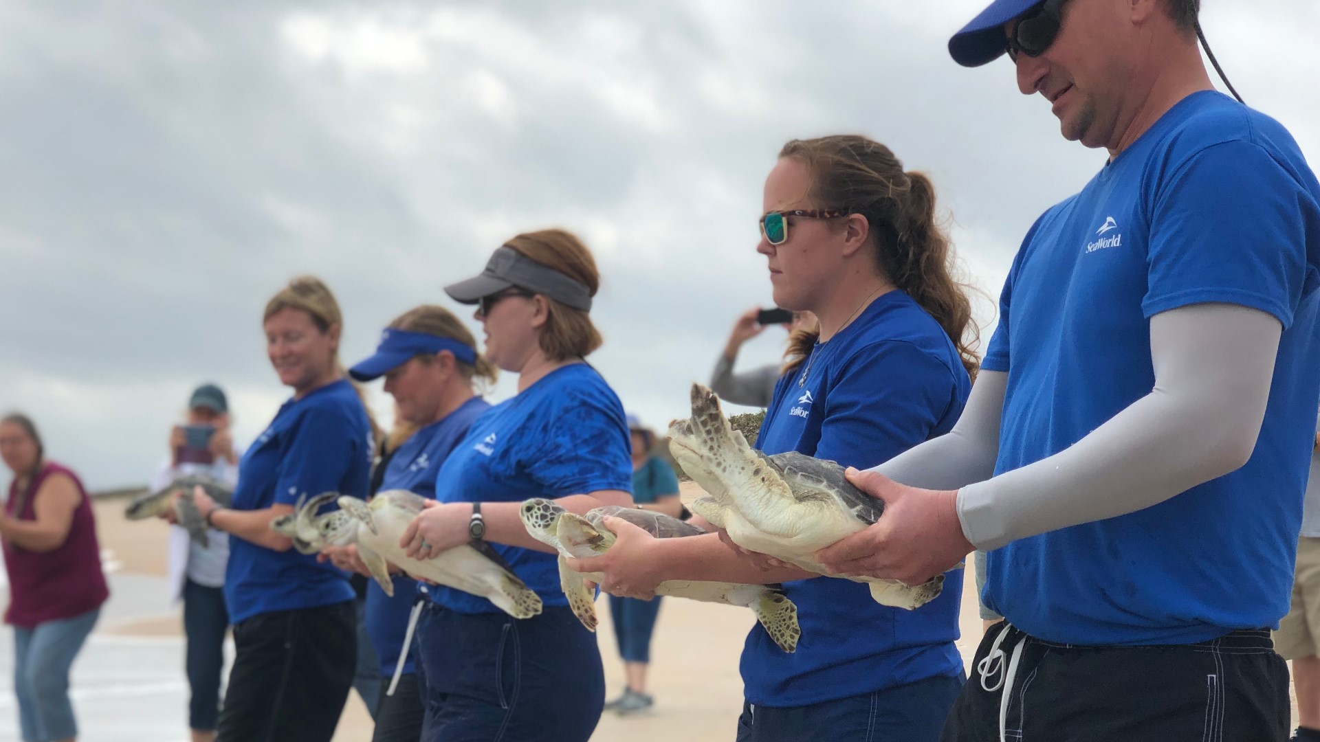 Endangered Sea Turtles Rehabbed And Returned To The Ocean | Wtsp.com