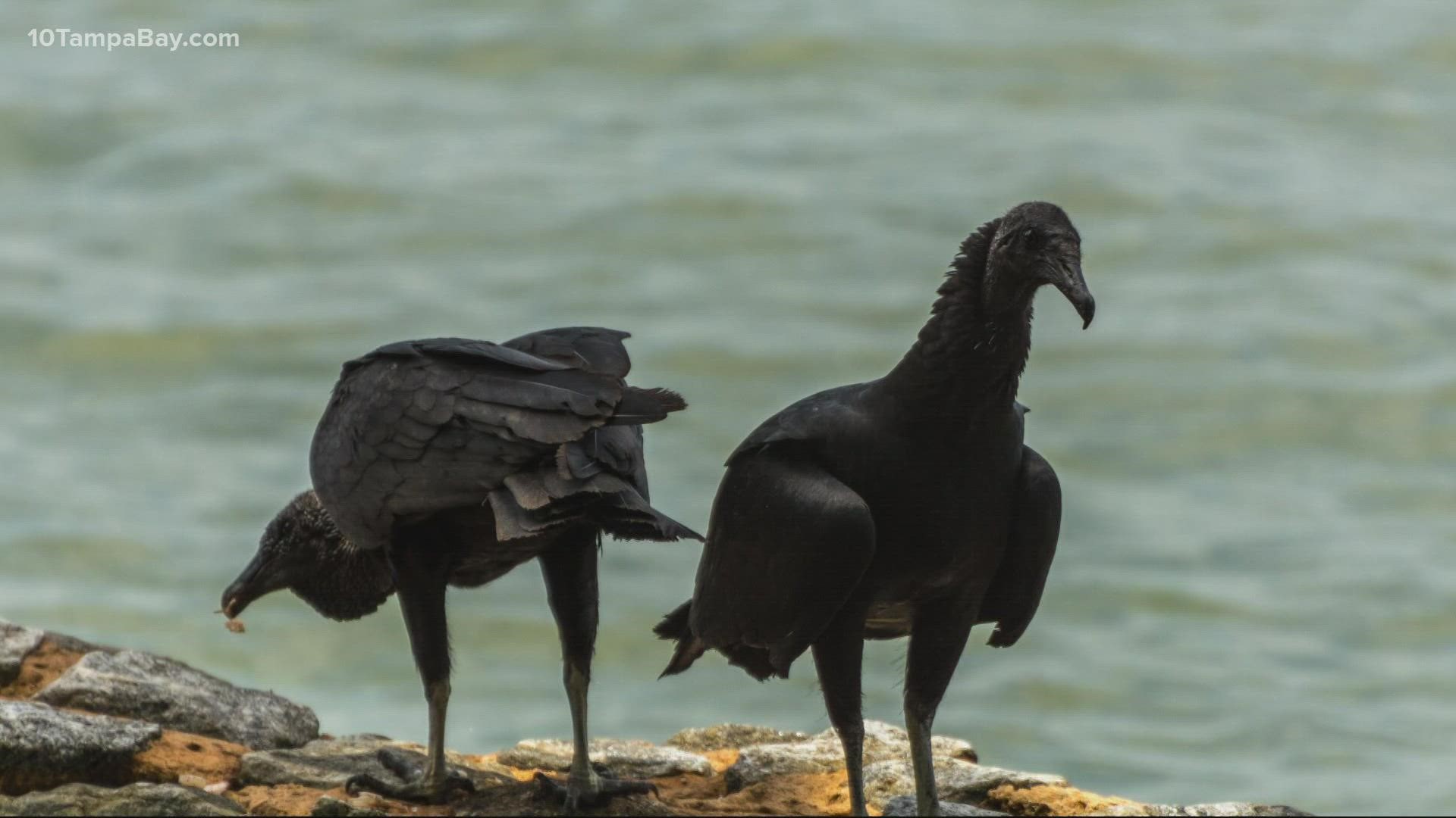 Bird mortalities are currently being investigated in Brevard, Indian River and Volusia counties.