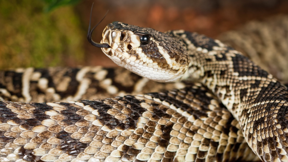 Venomous Snake Catcher, Cottonmouth - North Florida