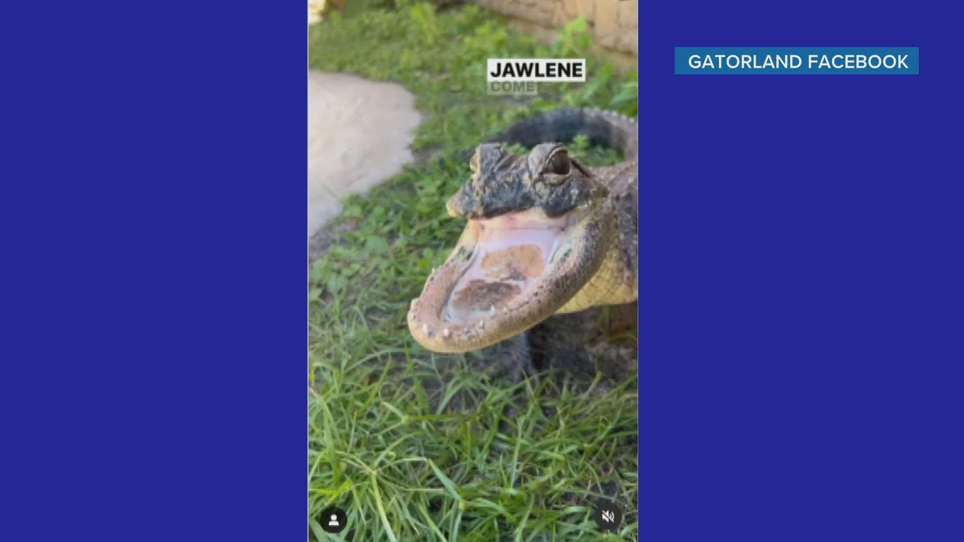 Jaw-lene was rescued in 2023 missing her upper jaw.