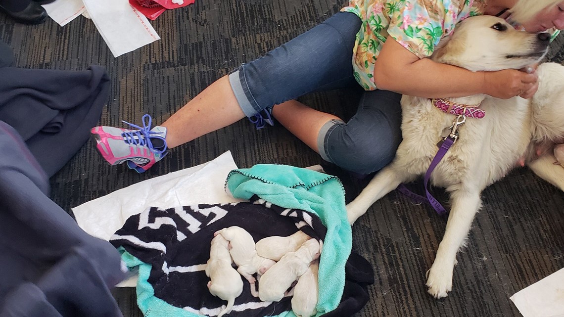 Doggie delivery! Service dog gives birth at TIA gate