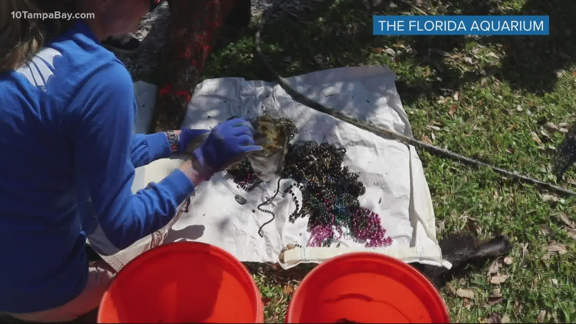 A total of 7.65 pounds of beads were fished out during the cleanup from Seddon Channel.