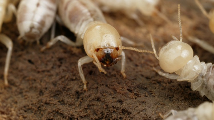 Why inspecting for termites before a hurricane can save you money