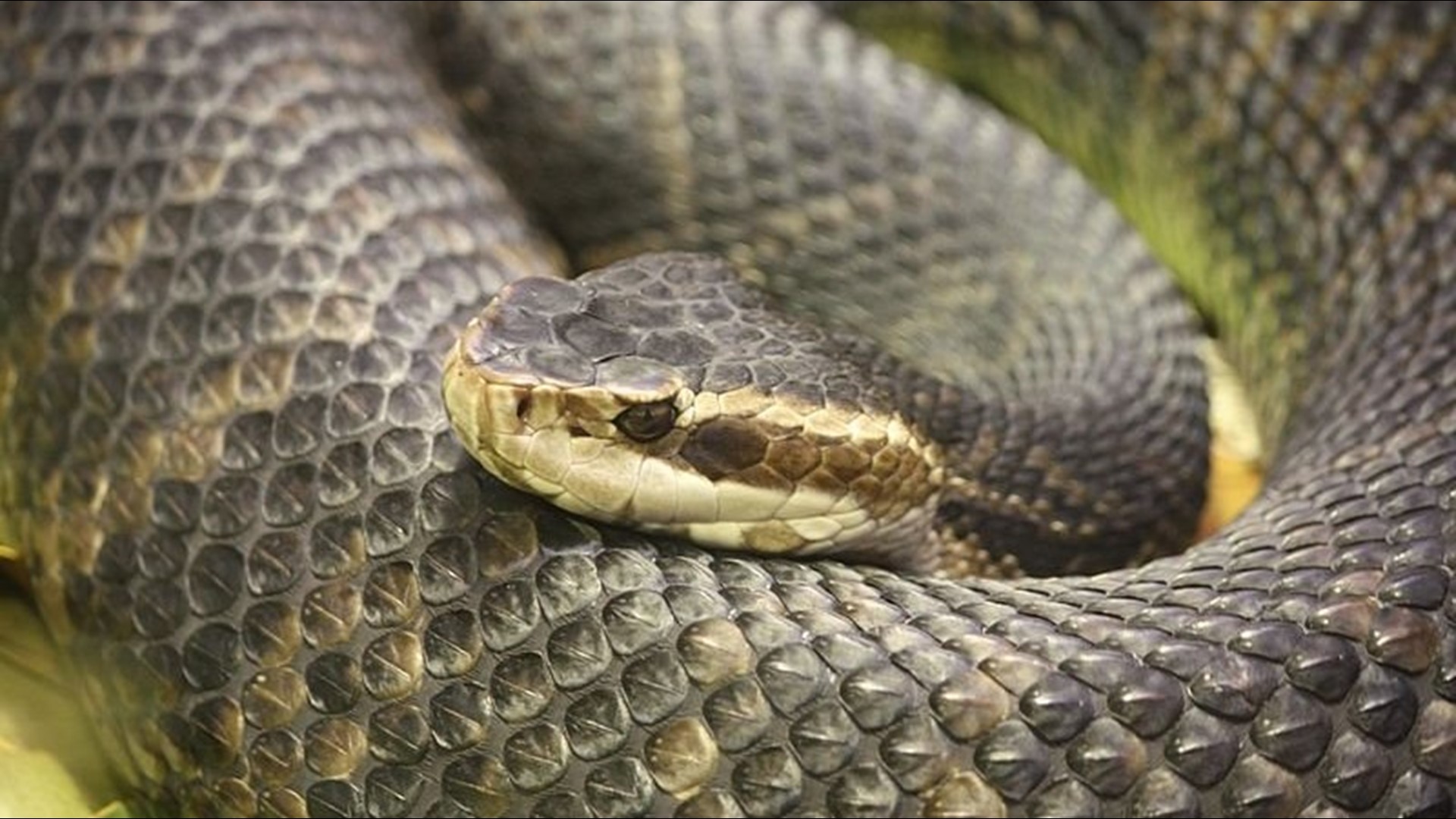 Snakes In Florida: A Guide To Venomous And Non-venomous Snakes | Wtsp.com