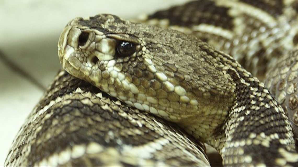 6 Venomous Snakes In Florida With Pictures Snakes For Pets - Riset