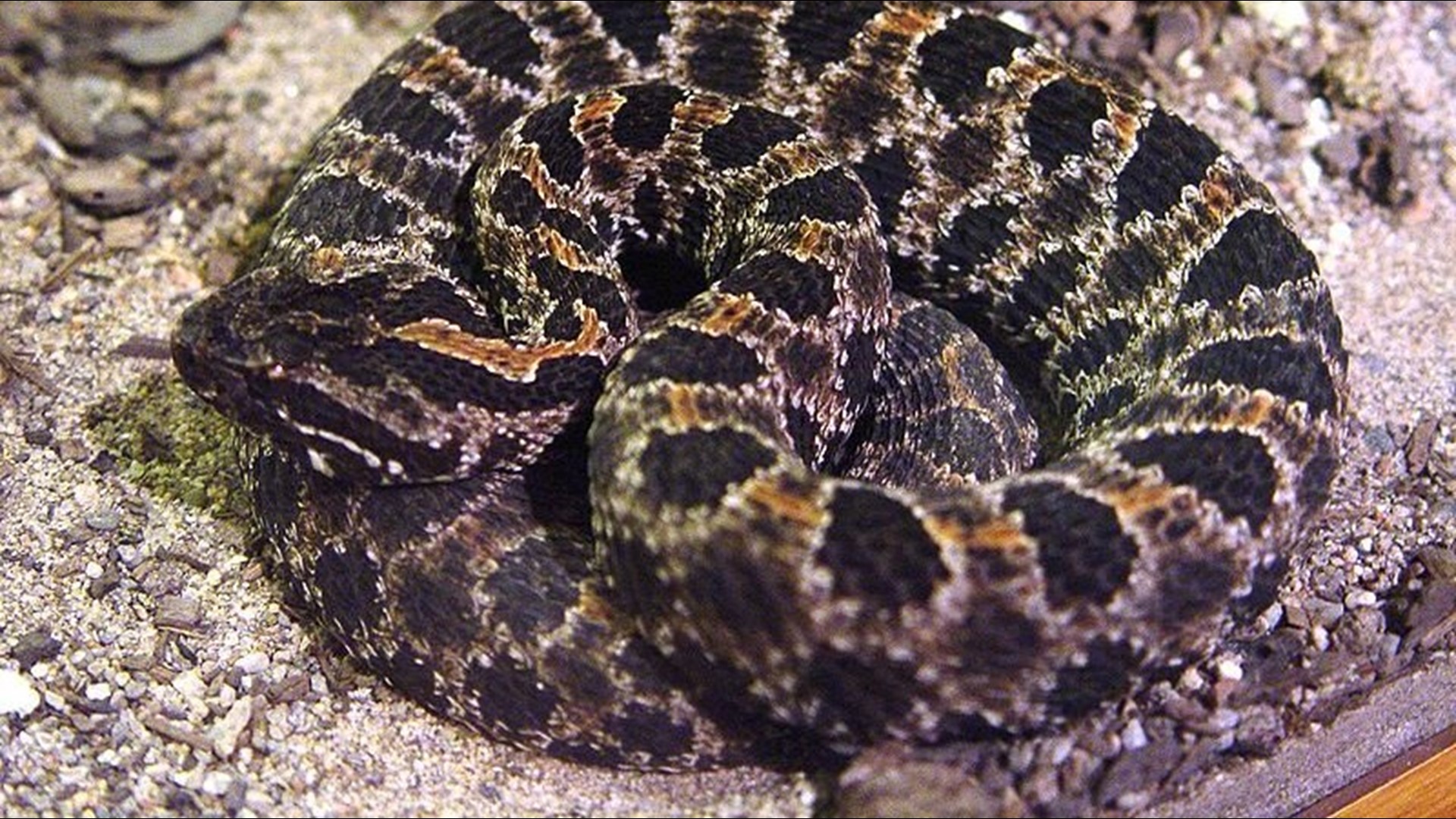 Photo Guide To The Six Venomous Snakes In Florida | Wtsp.com