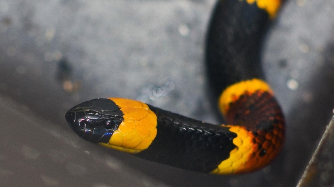 Don't touch that -- your guide to the six venomous snakes ...