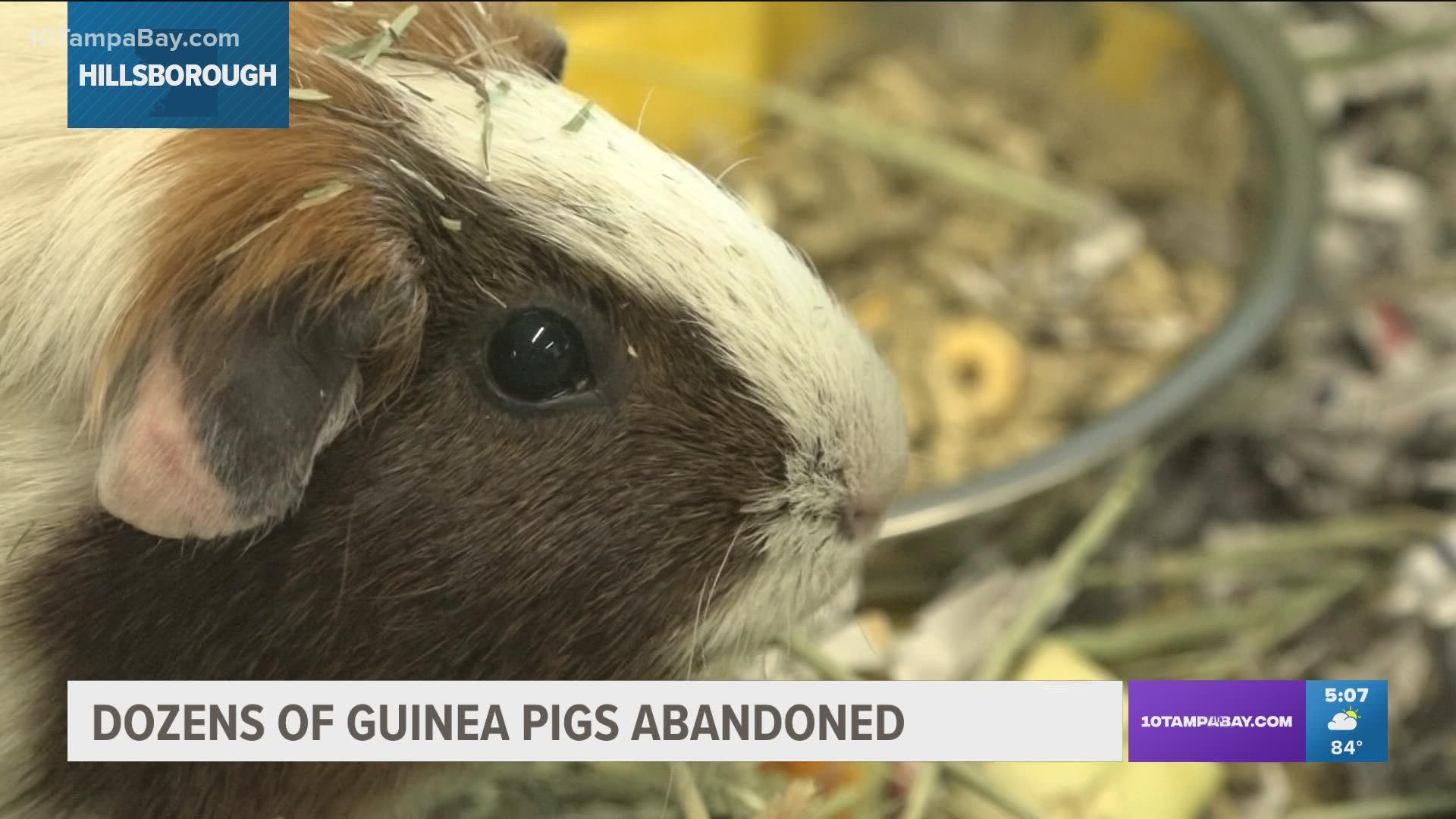 Humane Society staff are hoping to have some of the rescued guinea pigs up for adoption on Thursday.