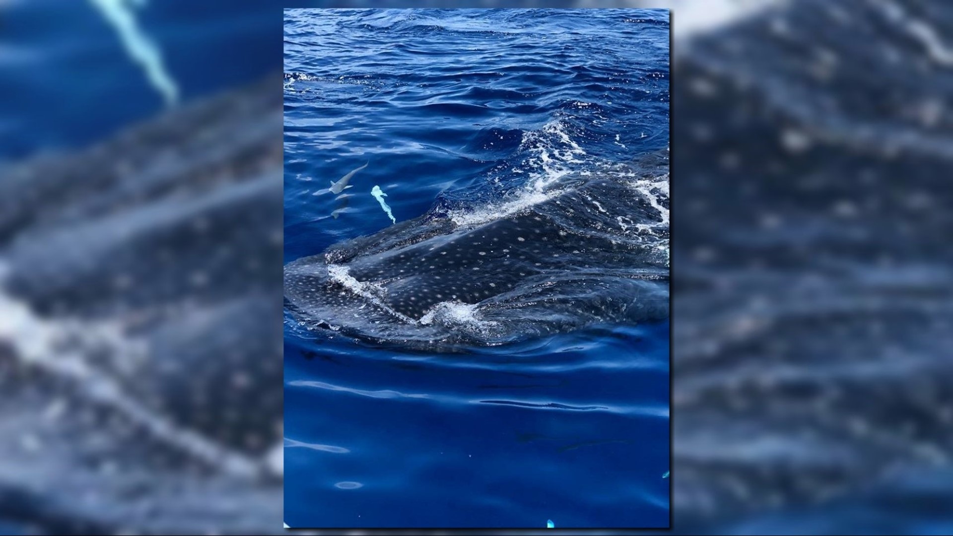 Boater's video shows multiple whale sharks off Anna Maria Island | wtsp.com