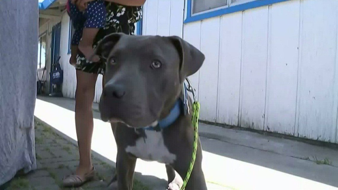 Hero pit bull alerts family to fire, pulls baby to safety