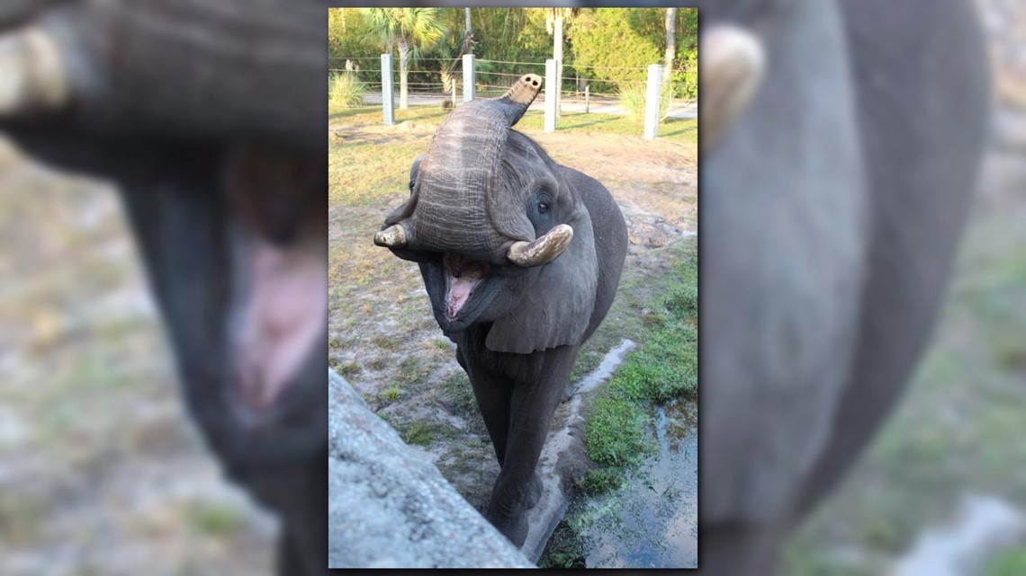 Elephant from Michael Jackson’s Neverland Ranch briefly escapes