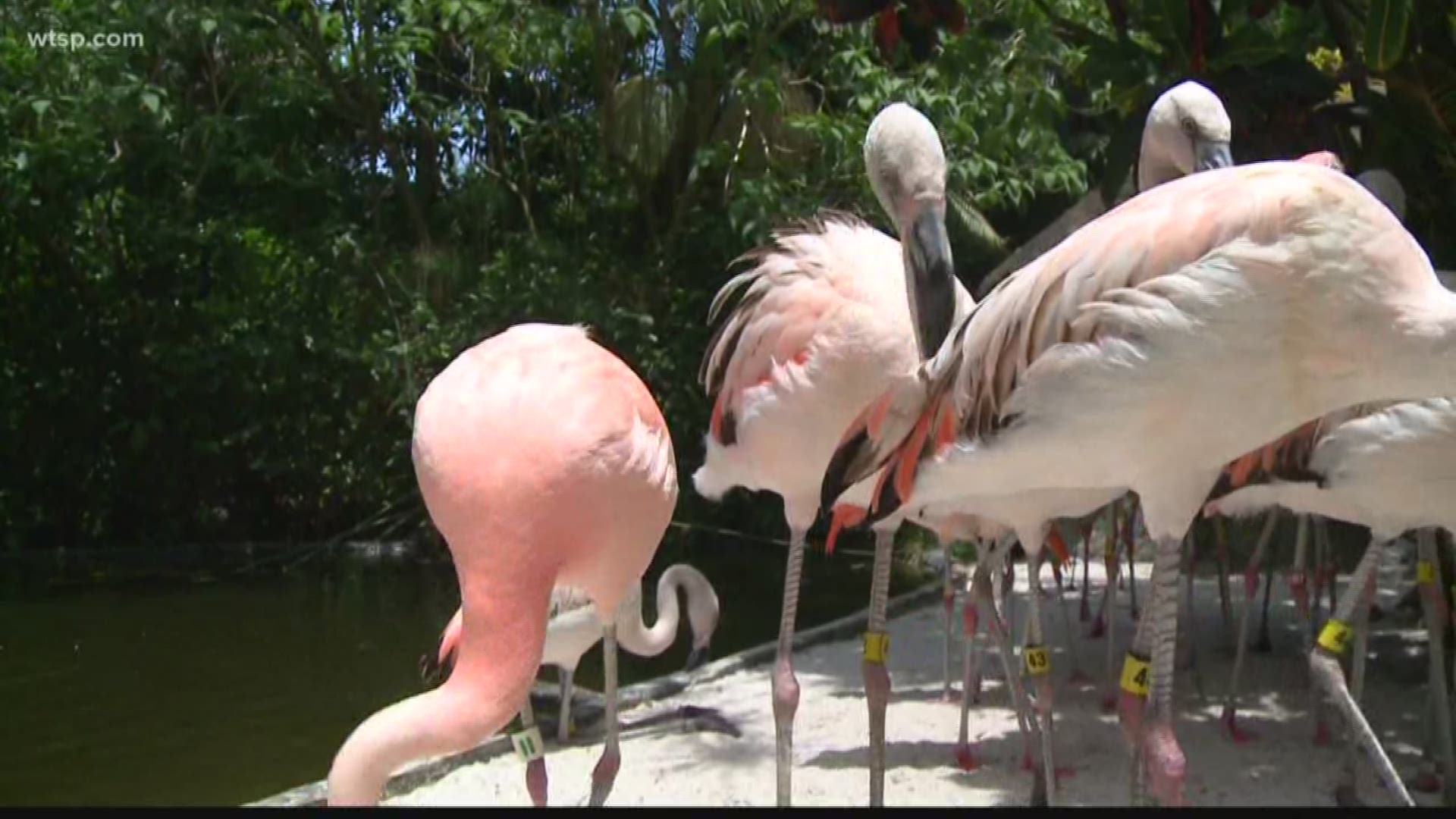 It took thousands of dollars to determine the 47-year-old Orlando man can stand trial for killing the popular Pinky at Busch Gardens. We talk to experts to find out why taxpayer money goes to determining who is fit for trial and who isn't.