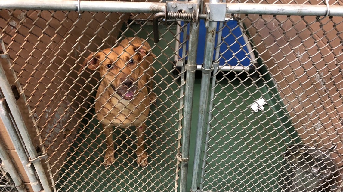 Overwhelmed Manatee Co. shelter needs to adopt out 300-plus animals