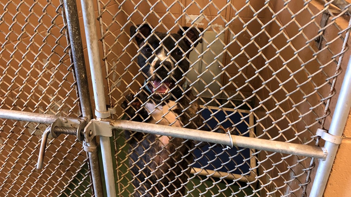 Overwhelmed Manatee Co. shelter needs to adopt out 300-plus animals