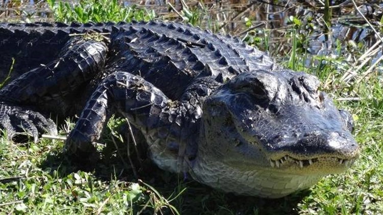 Crocodiles are making a comeback in Florida: What to know about them