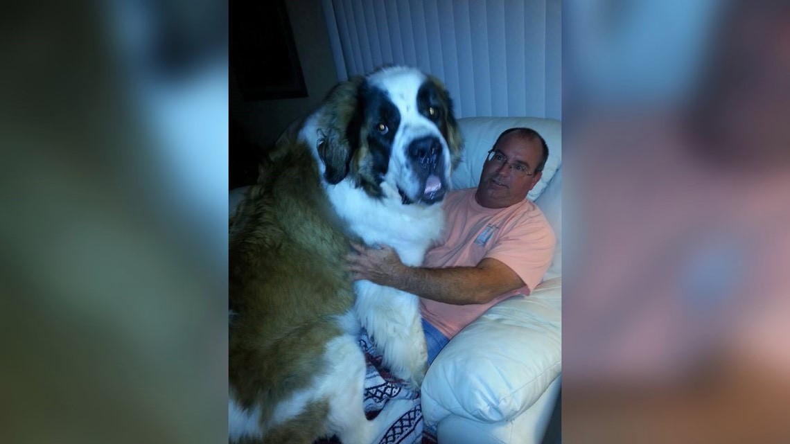 200 Pound St Bernard A Big Lap Dog Reported Missing In Treasure Island Wtsp Com