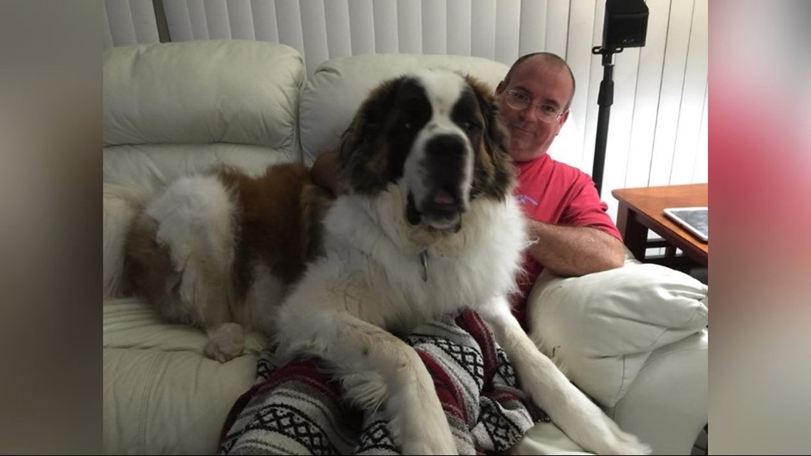 giant st bernard