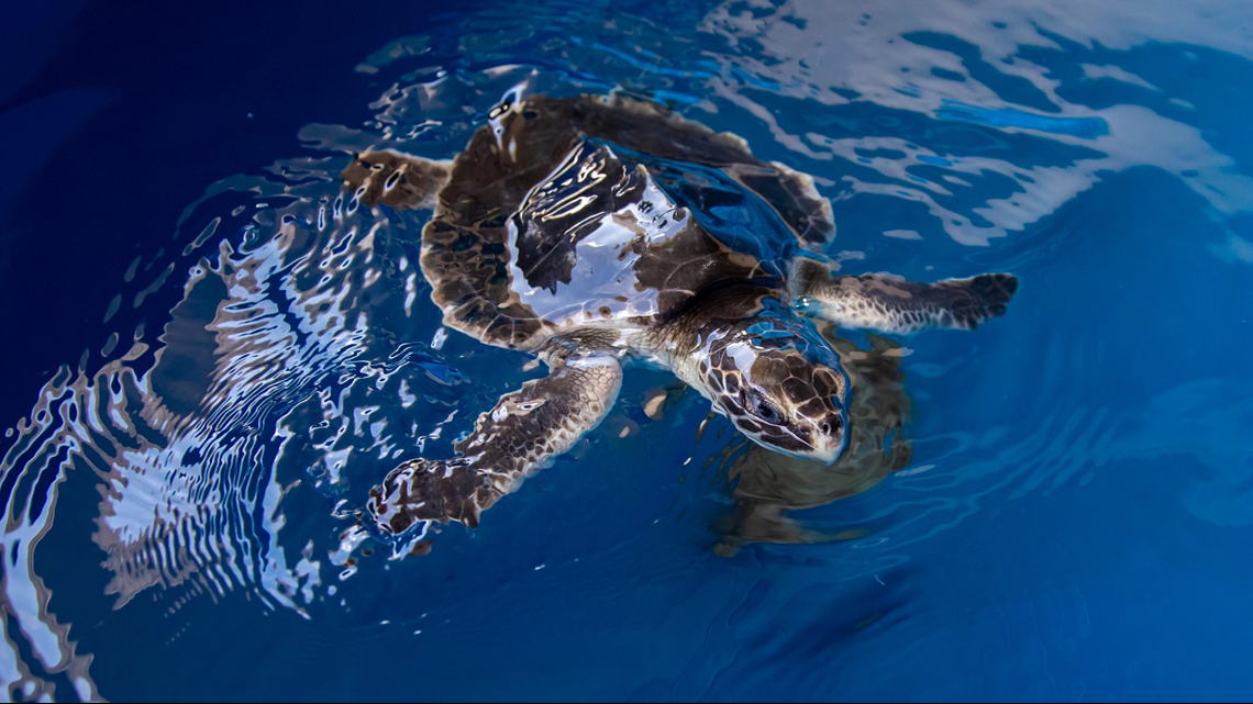 Clearwater Marine Aquarium rehabs 'Donkey Kong': a critically ...