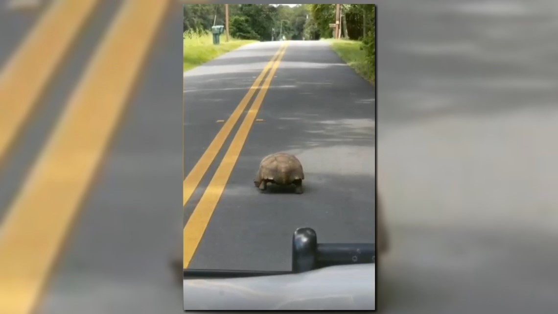 Watch this deputy's hilarious rant about being stuck behind a slow ...