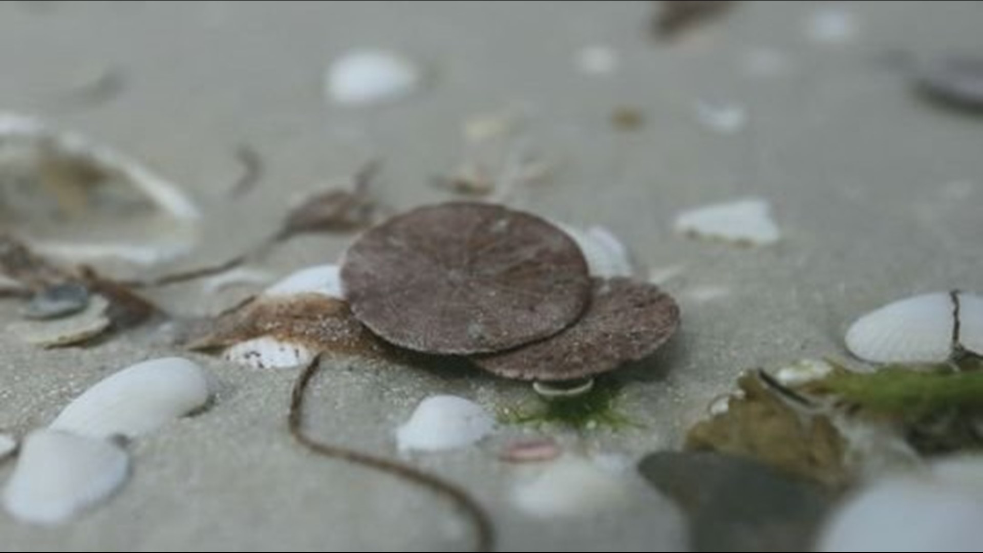 Dead sand dollars on Florida beaches could be result of natural cycle, experts say