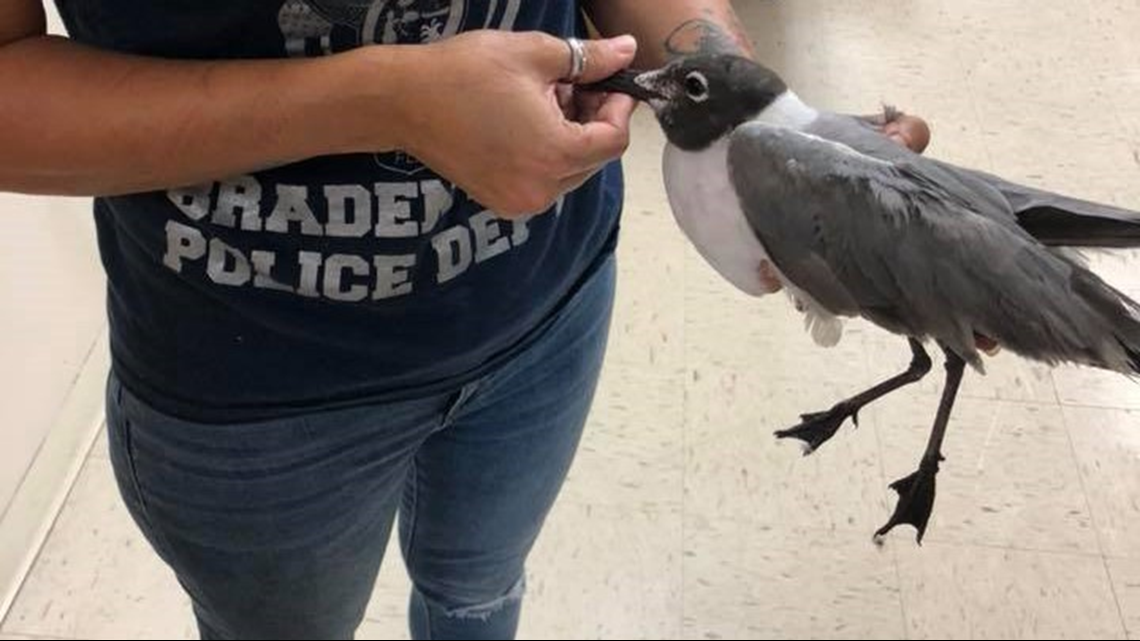 Bradenton police and animal services rescue injured bird from car grill