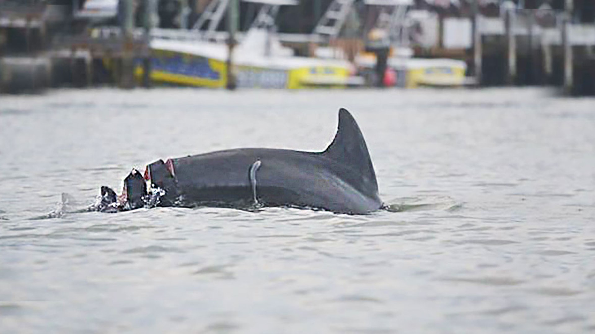 A happy tail Dolphin seriously injured by propeller heals, seen with