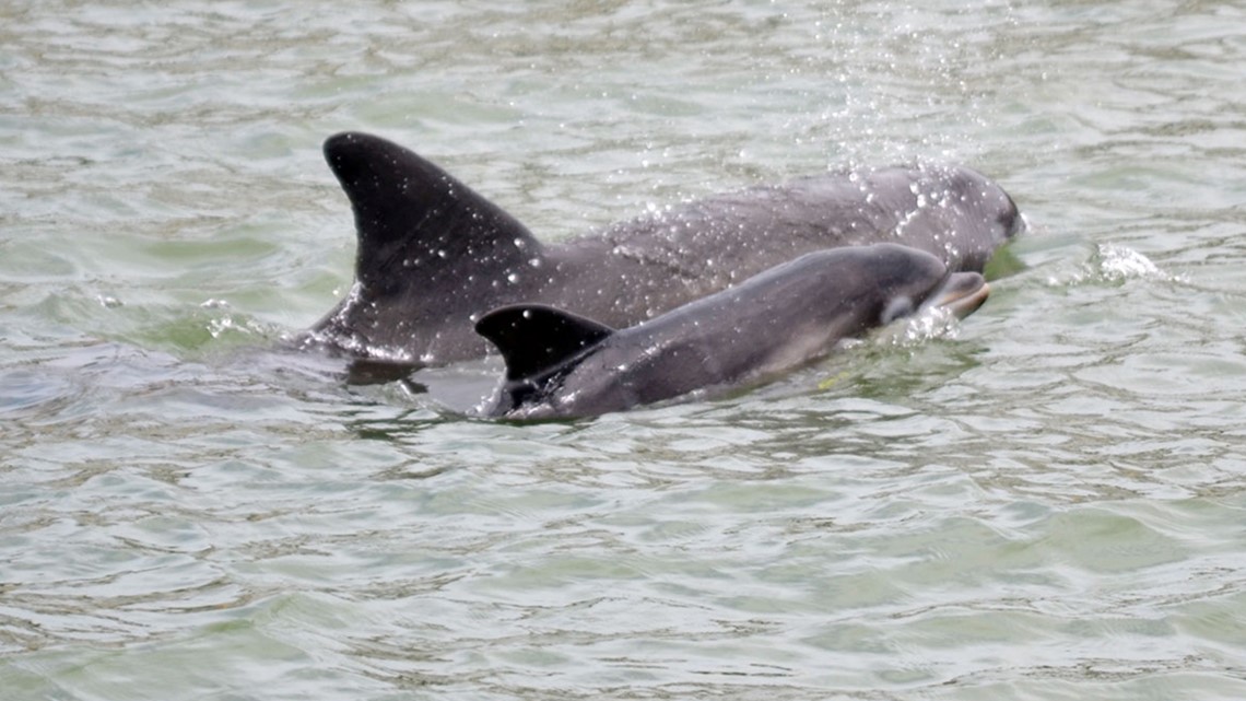 Severely injured dolphin makes amazing recovery