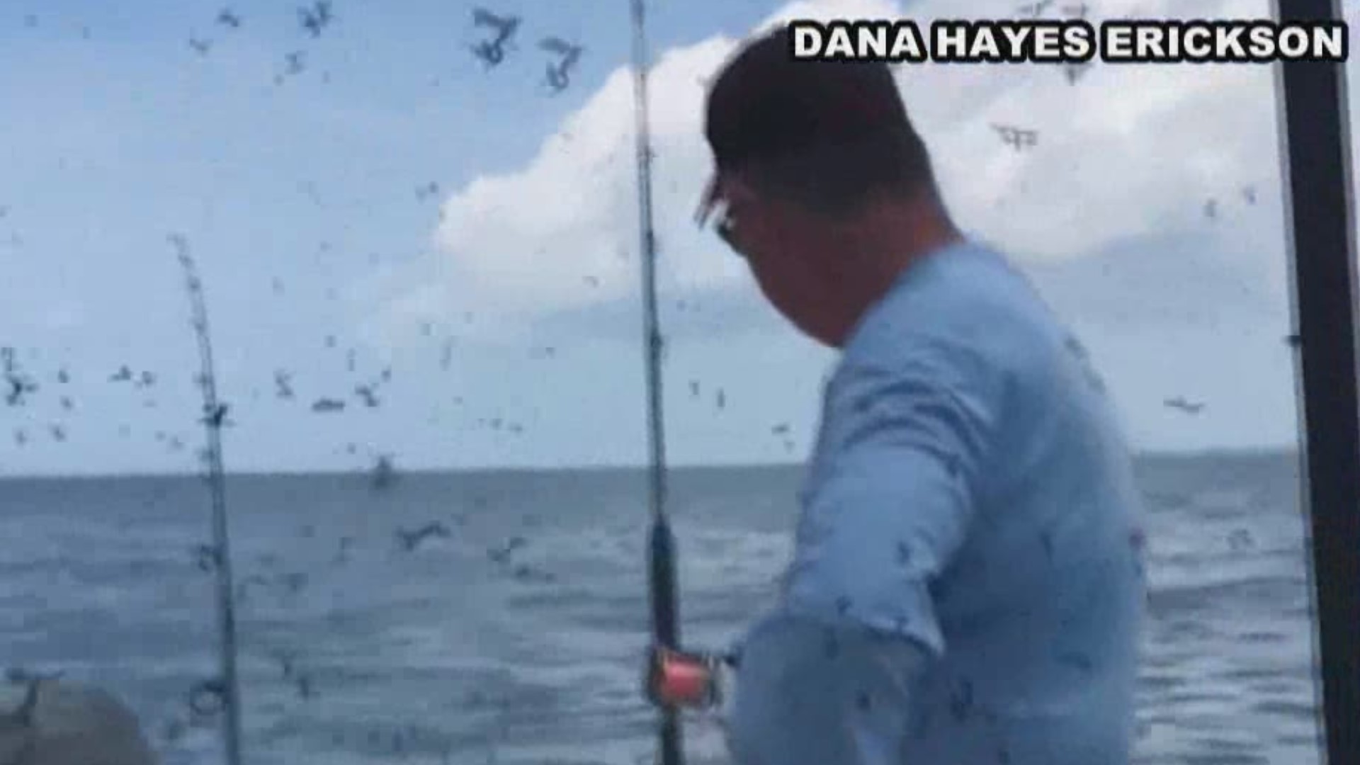 Dana Hayes Erickson got this video of a fishing party ruined by a swarm of love bugs.