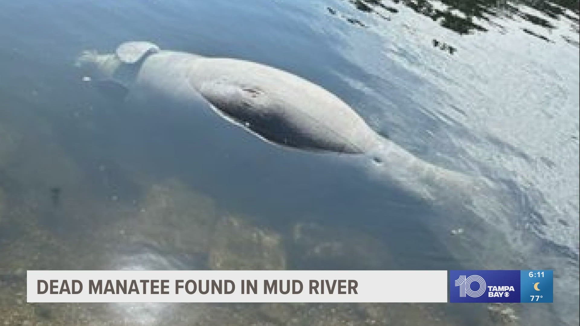 This is the sixth manatee found dead in the Mud River in recent months.