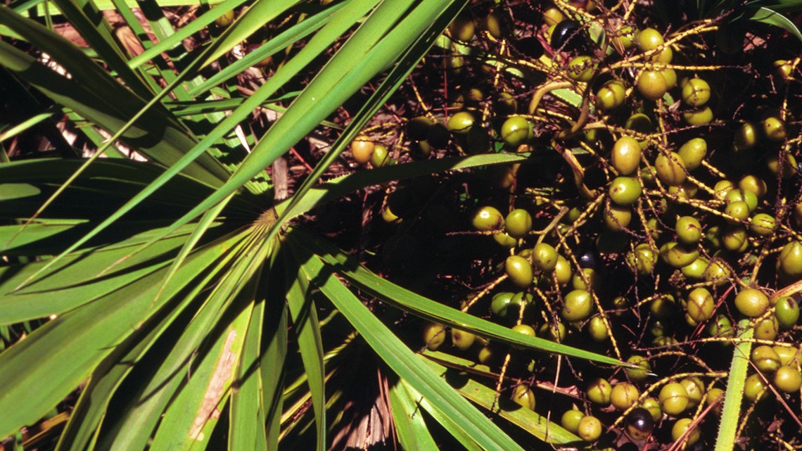 Wanna harvest saw palmetto berries from your backyard? In Florida, you