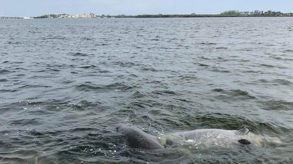 Red tide impacting Sarasota beaches and marine life