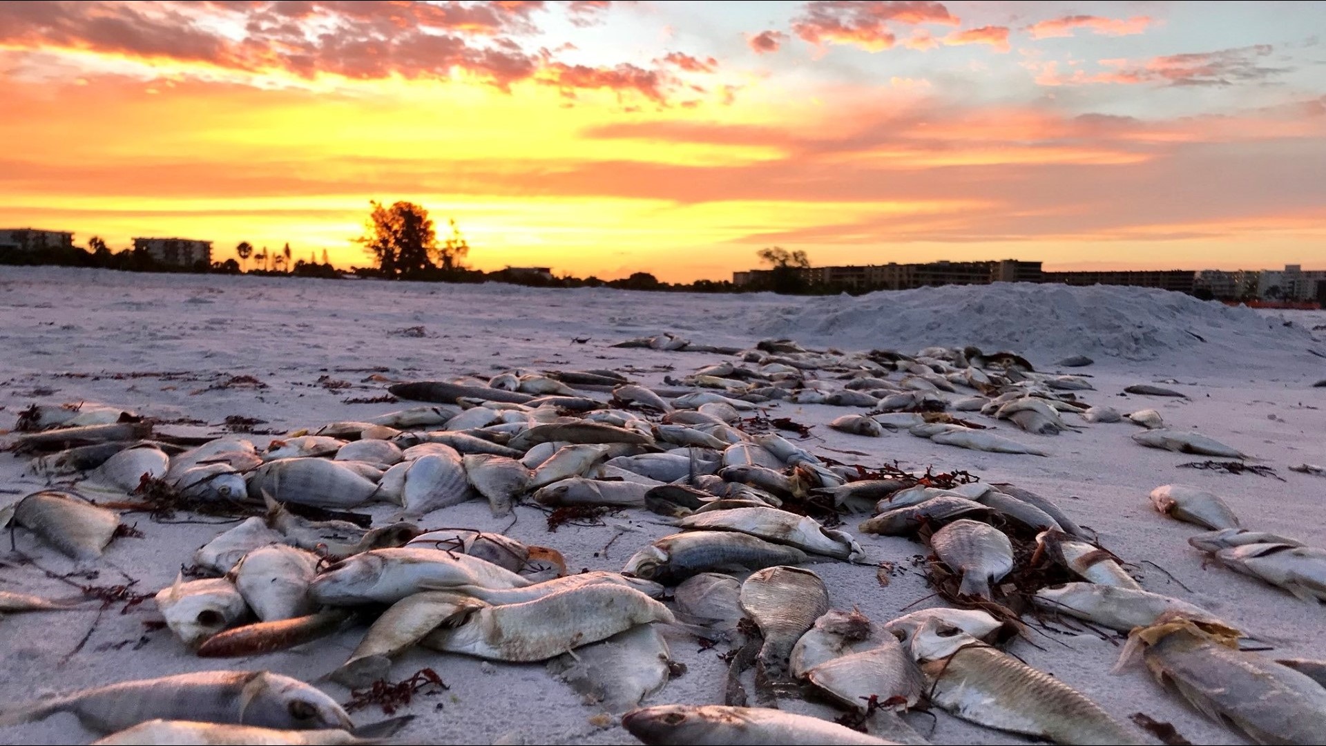 Thousands of dead fish, eels wash up on Siesta Key Beach as red tide